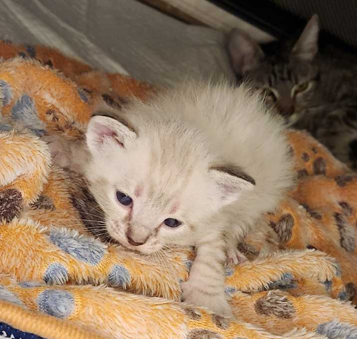 Photo of Vanilla