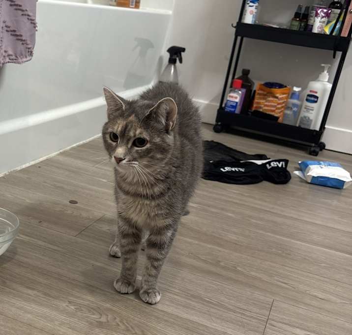 Photo of Whisper