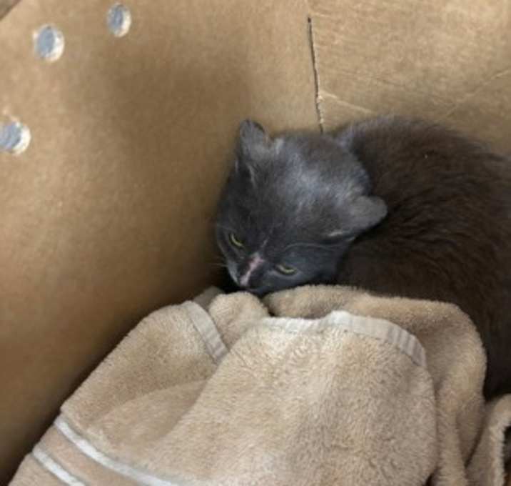 Photo of Spy