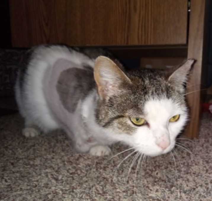 Photo of Buttercup