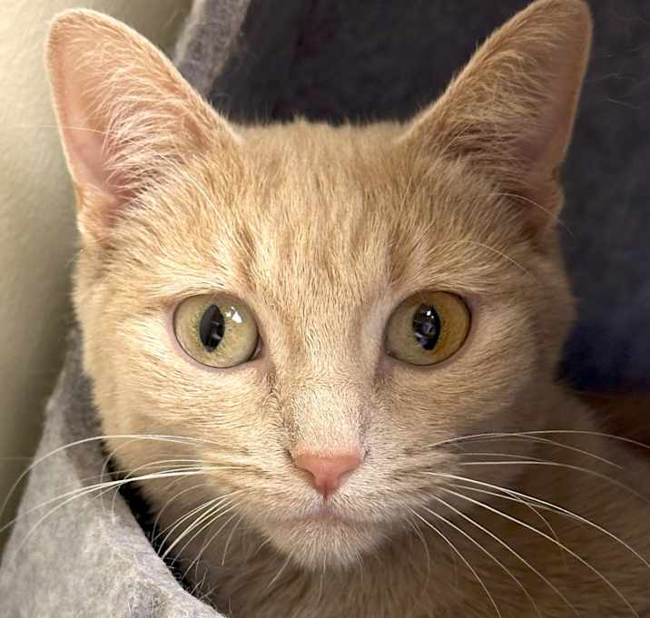 Photo of Remi
