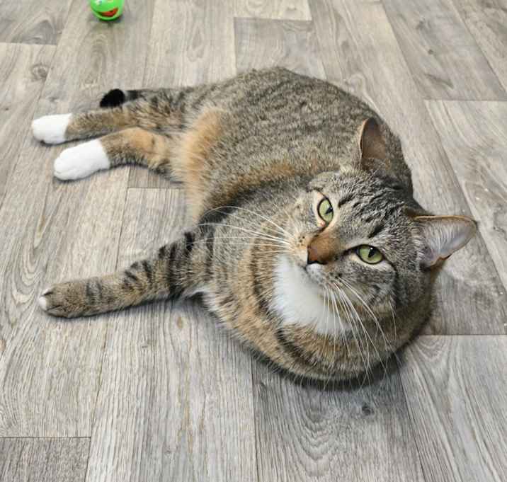 Photo of Gizmo