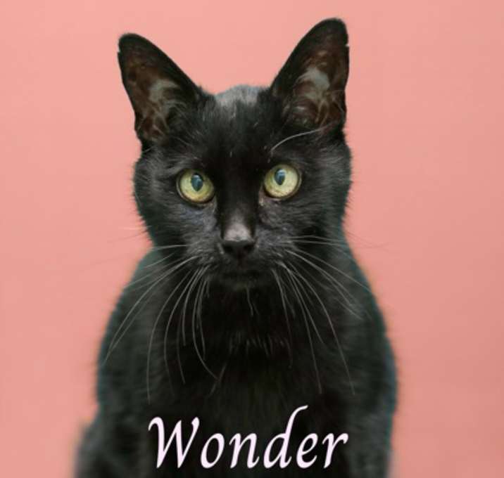 Photo of Wonder