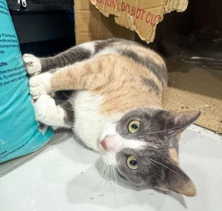 Photo of Spatter
