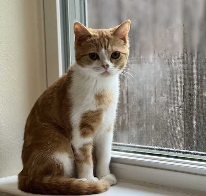 Photo of Luna
