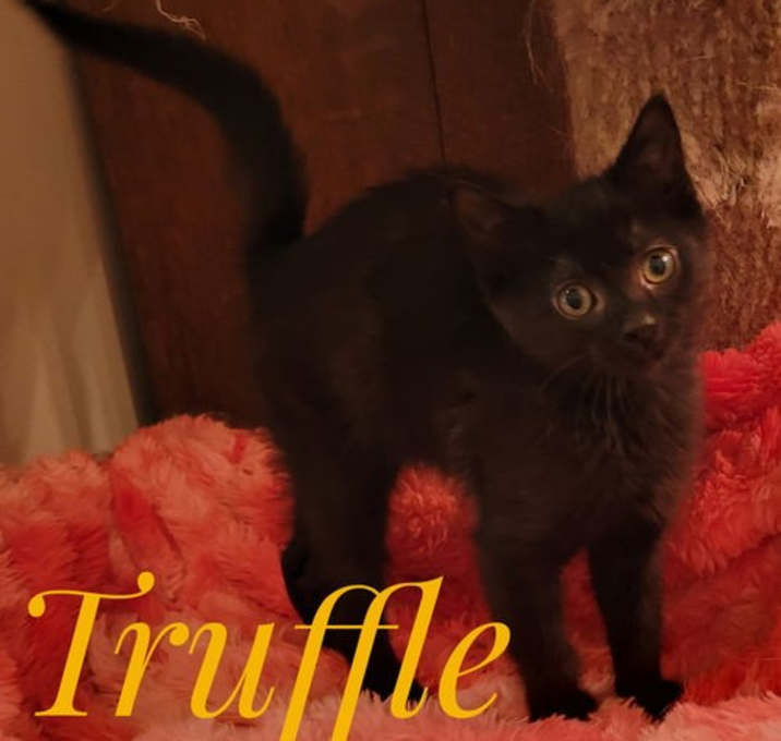 Photo of Truffle and Shortcake