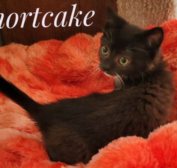 Photo of Shortcake and Truffle