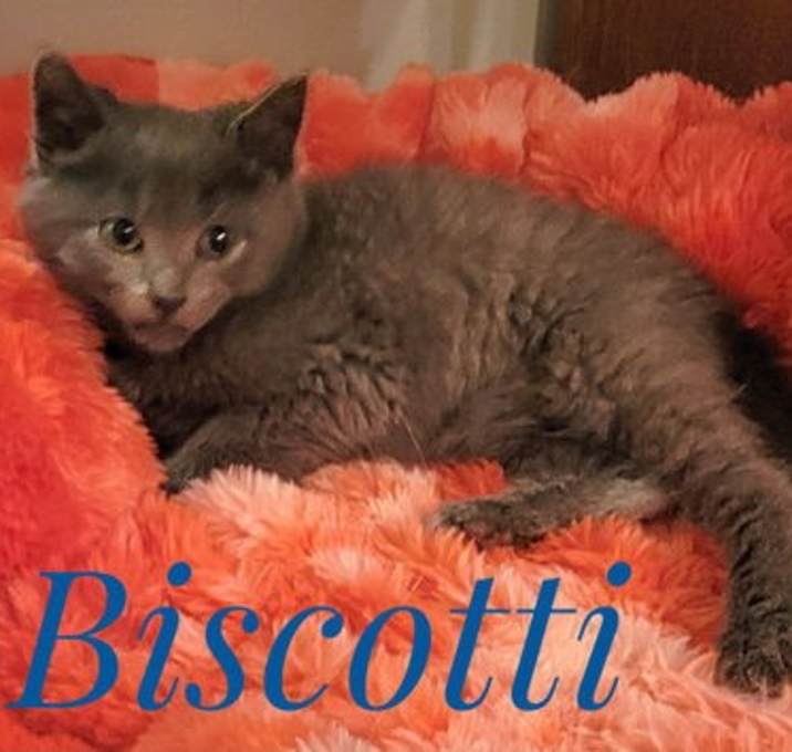 Photo of Biscotti and Cookie