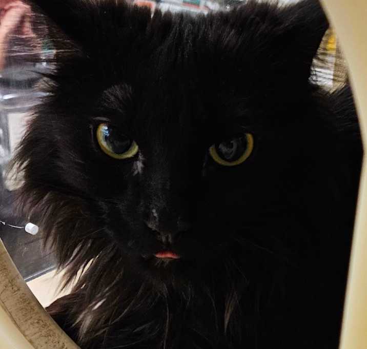 Photo of Agatha