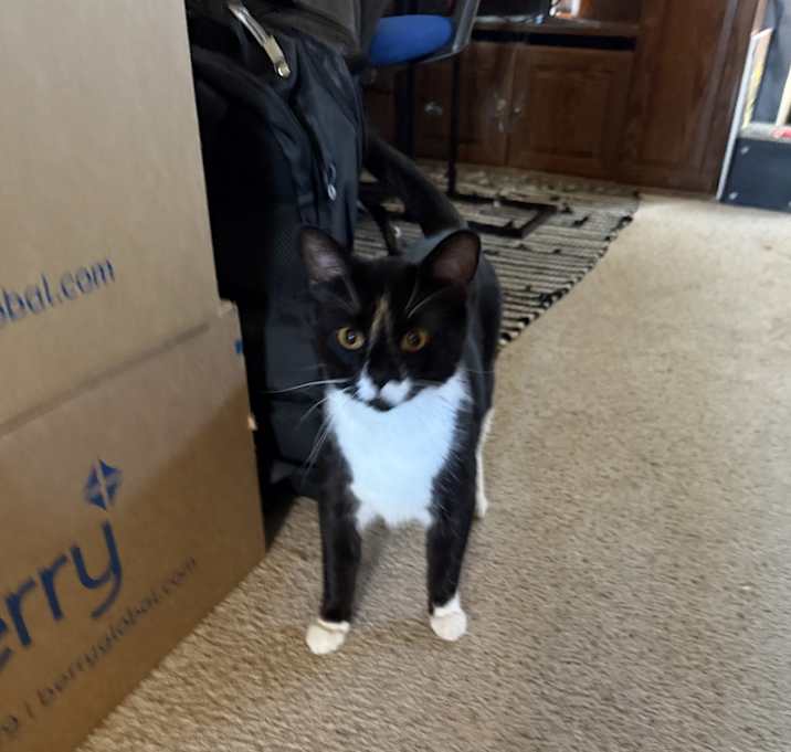 Photo of Oreo and Bella