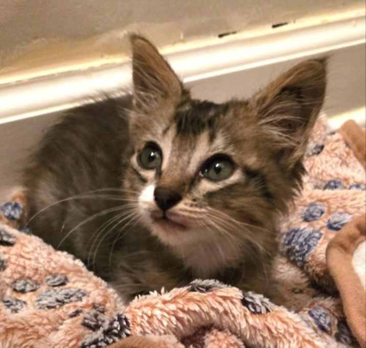 Photo of Banjo