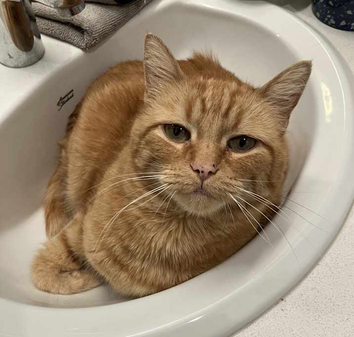 Photo of Calypso