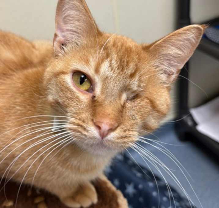 Photo of Pretzel