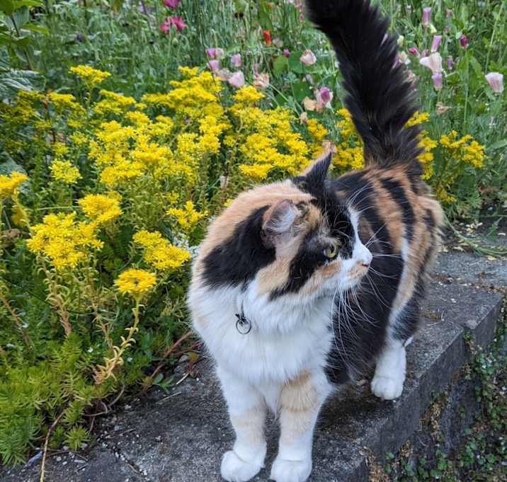 Photo of Birdie