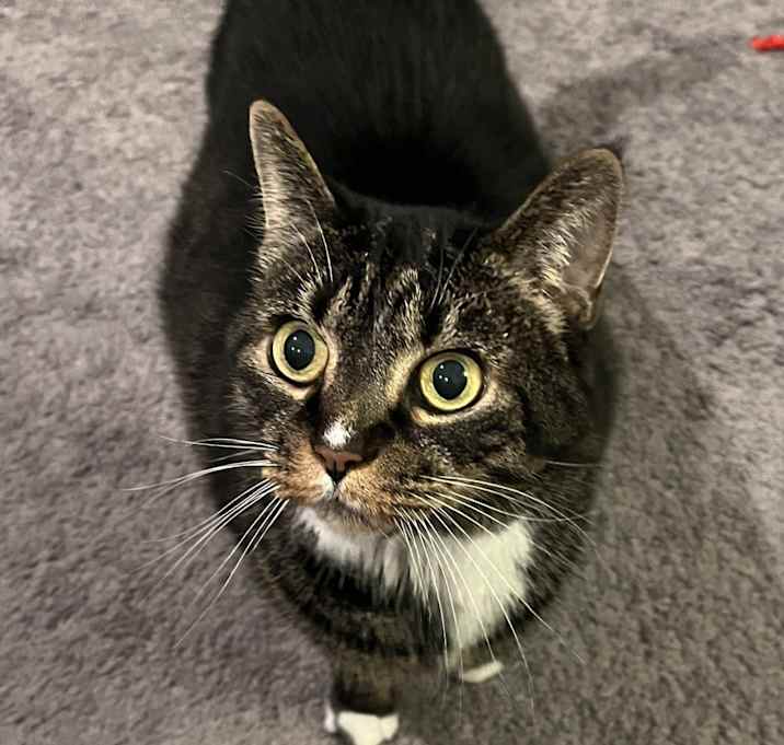 Photo of Pixie