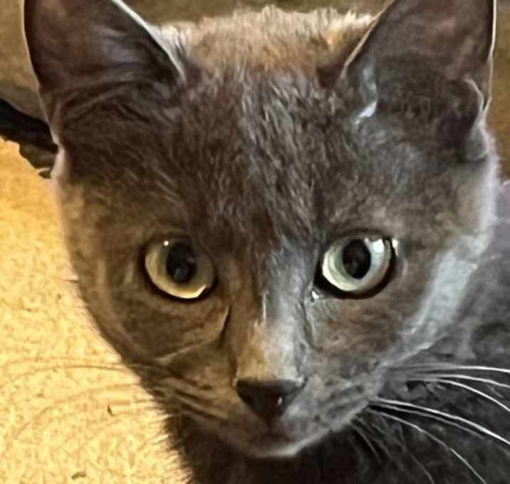 Photo of CAMEO