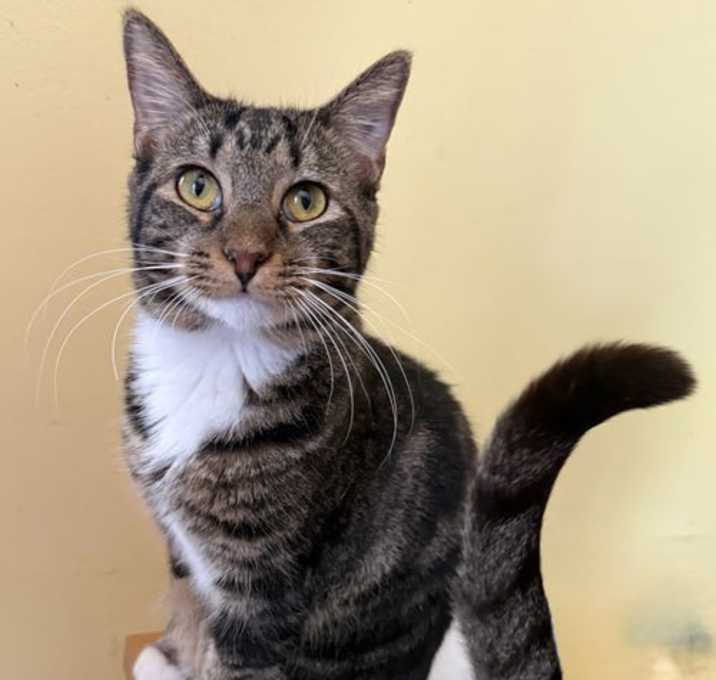 Photo of Tulip