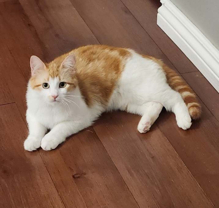 Photo of Buttercup