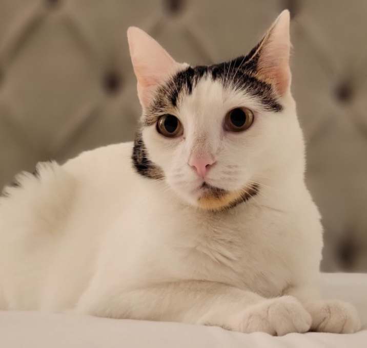 Photo of Oreo