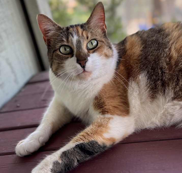 Photo of KitKat