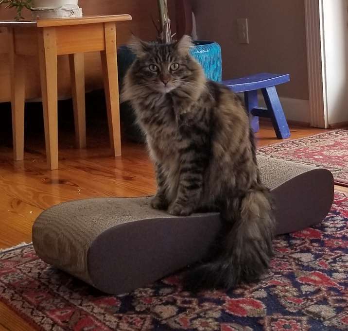 Photo of Fluffy