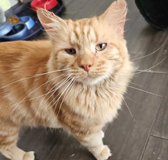 Photo of Cooper