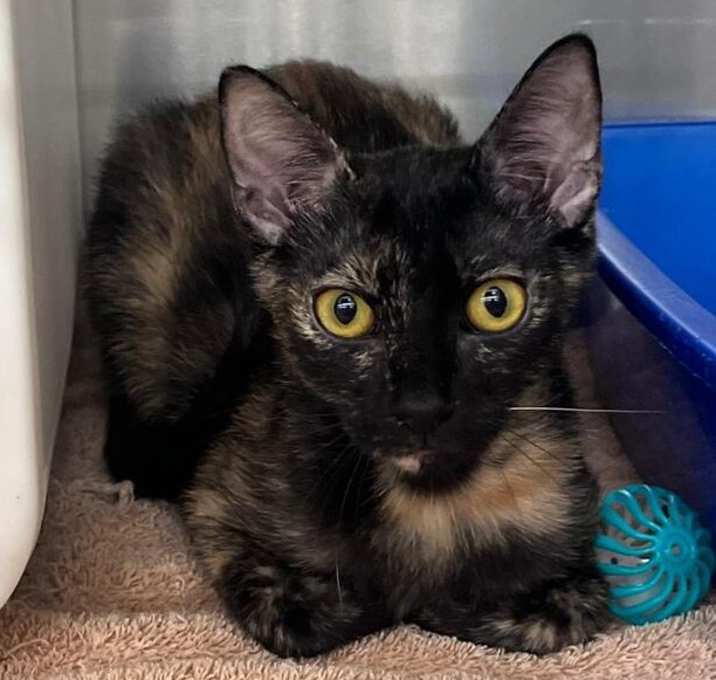 Photo of Comma