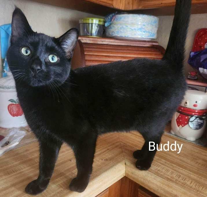 Photo of Buddy