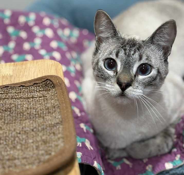 Photo of Aperol