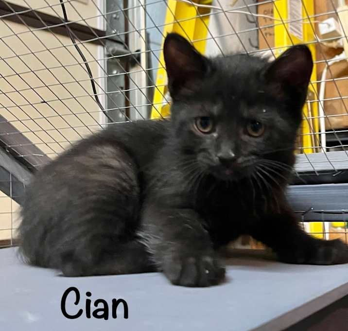 Photo of Cian "Kee-an