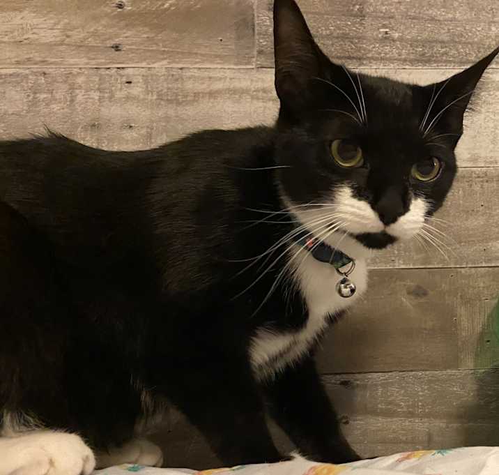Photo of FiFi  Fiona