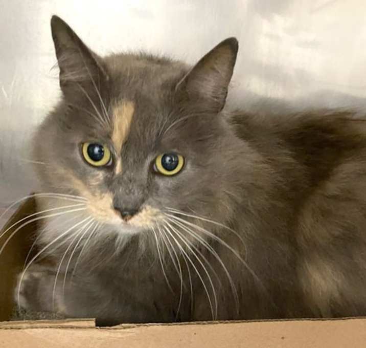 Photo of Catlynn #19058