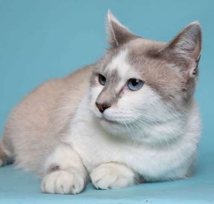 Photo of Chanel & Pierre - BONDED PAIR