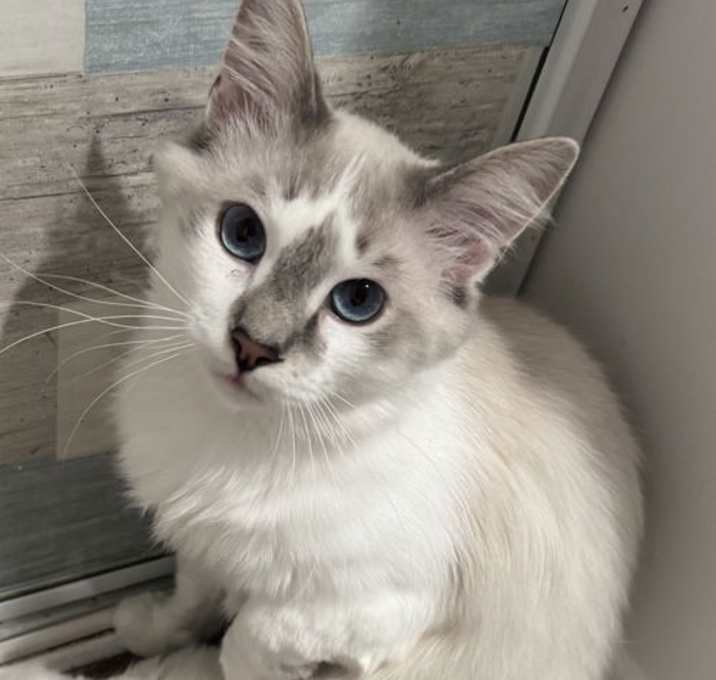 Photo of Pierre & Chanel - BONDED PAIR