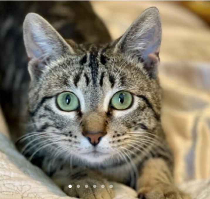 Photo of Pesto
