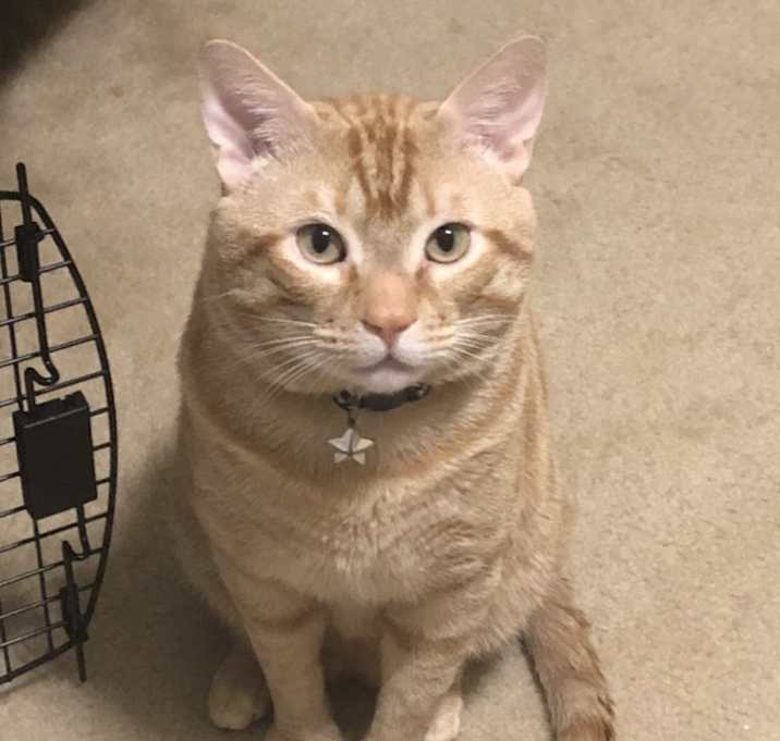 Photo of Blaze