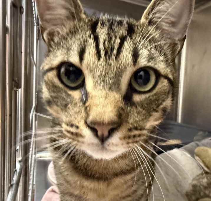 Photo of Loki