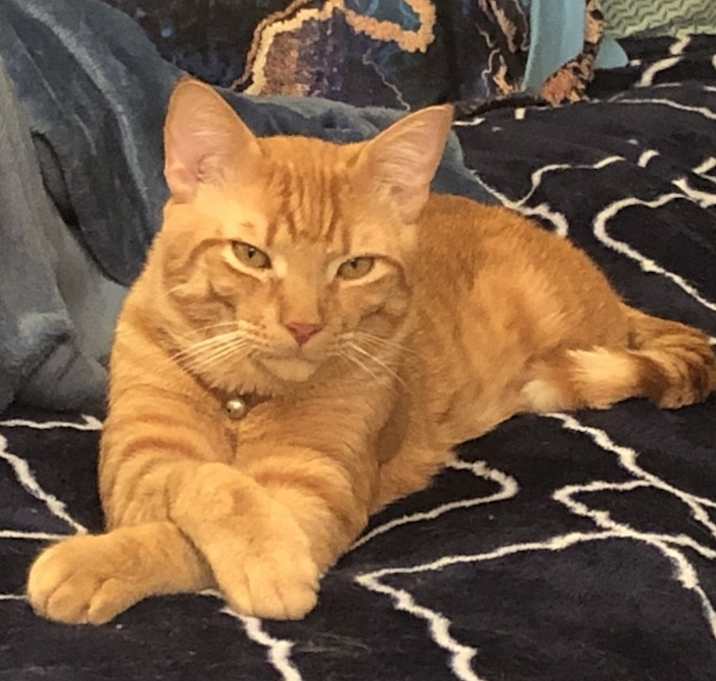 Photo of Fizz