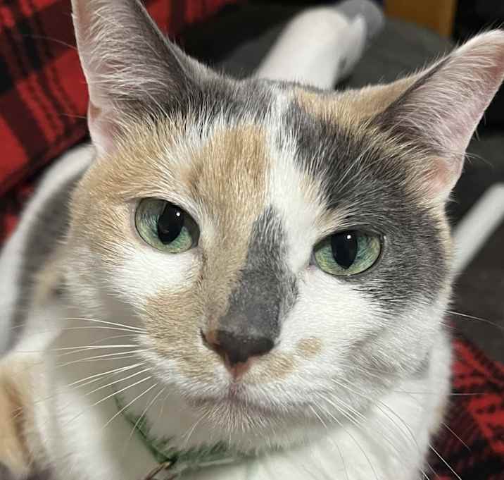 Photo of Dolly