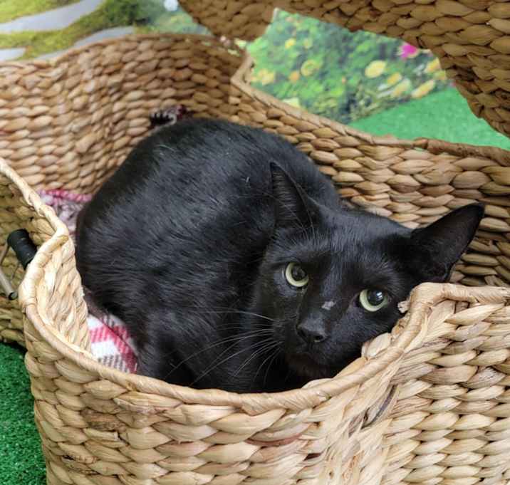 Photo of Darth Vader