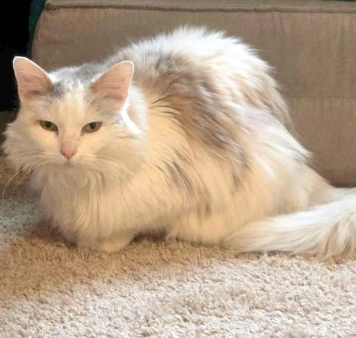 Photo of Pearl