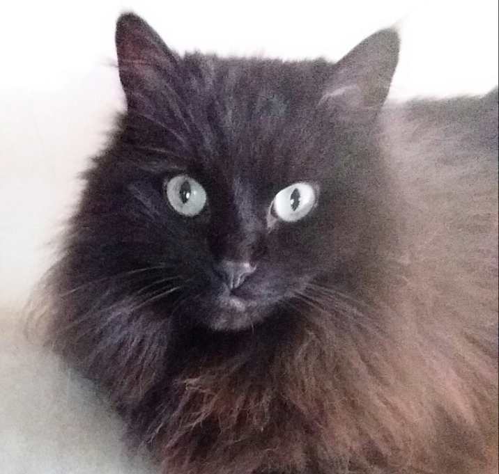 Photo of Aslan