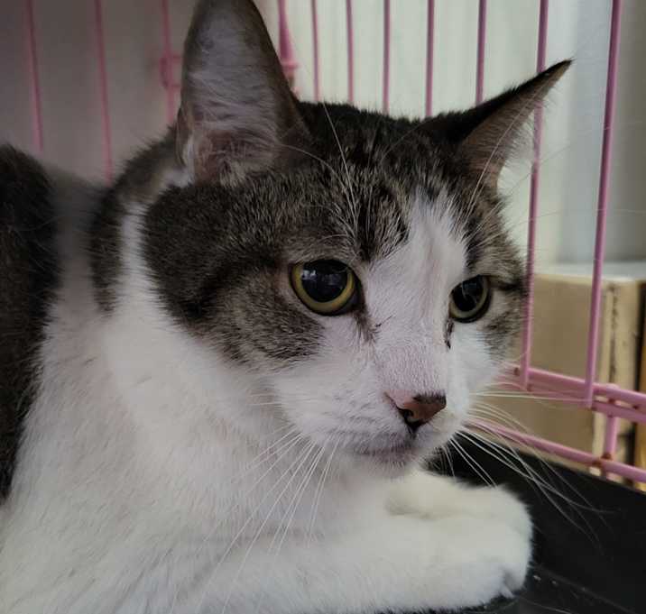 Photo of Cooper