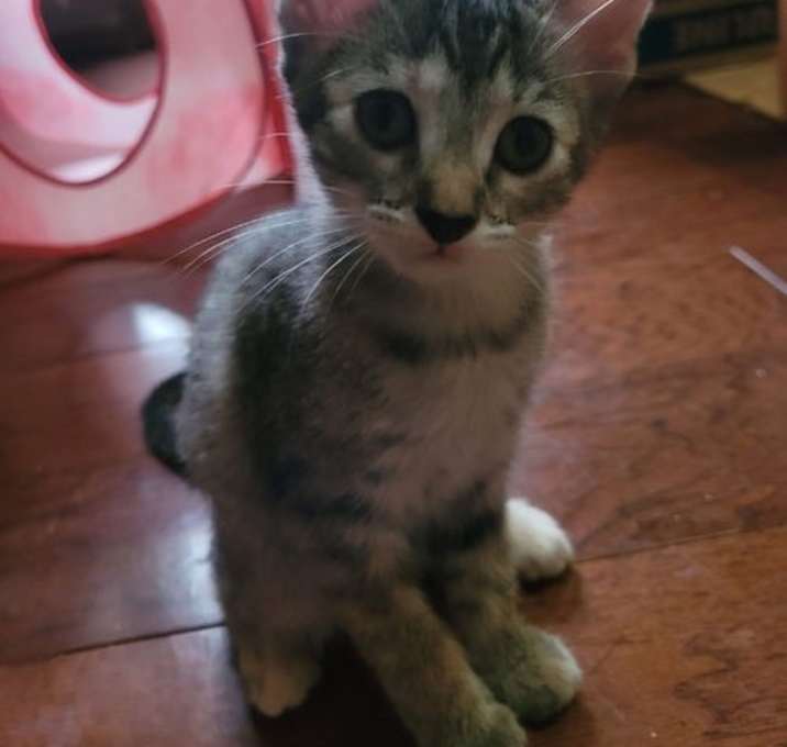 Photo of Taffy