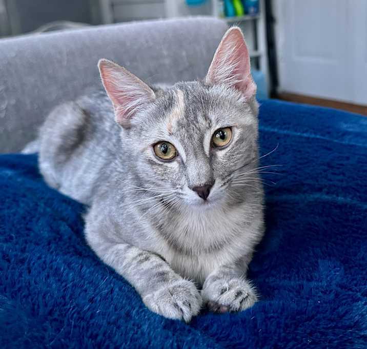 Photo of Dahlia