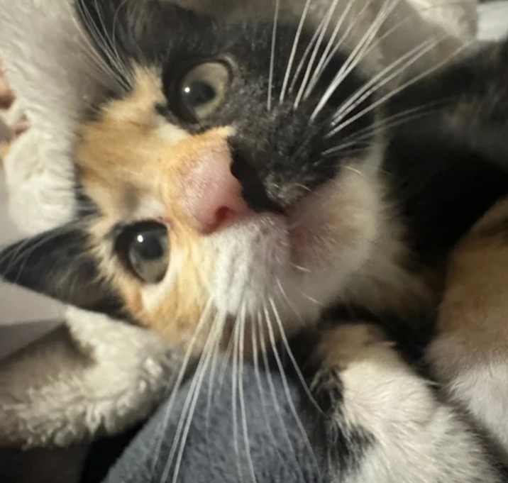 Photo of Billu