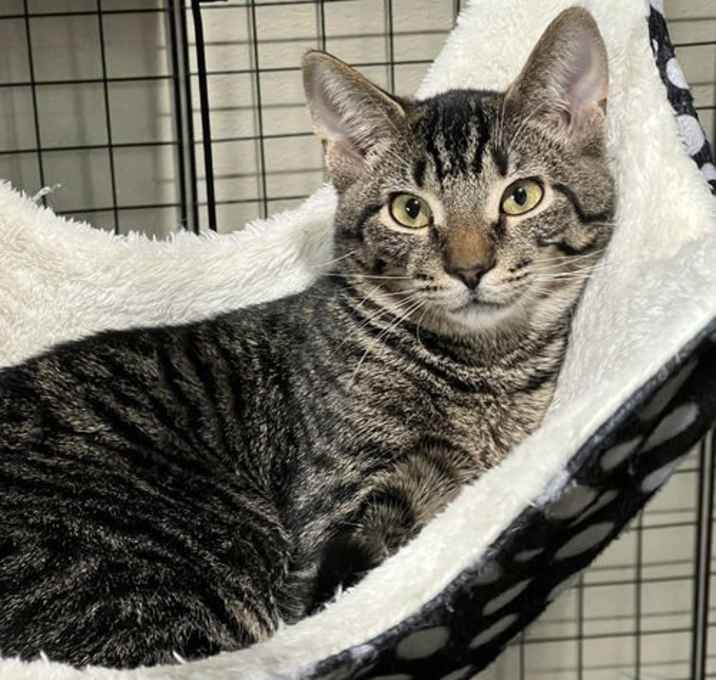 Photo of Gizmo