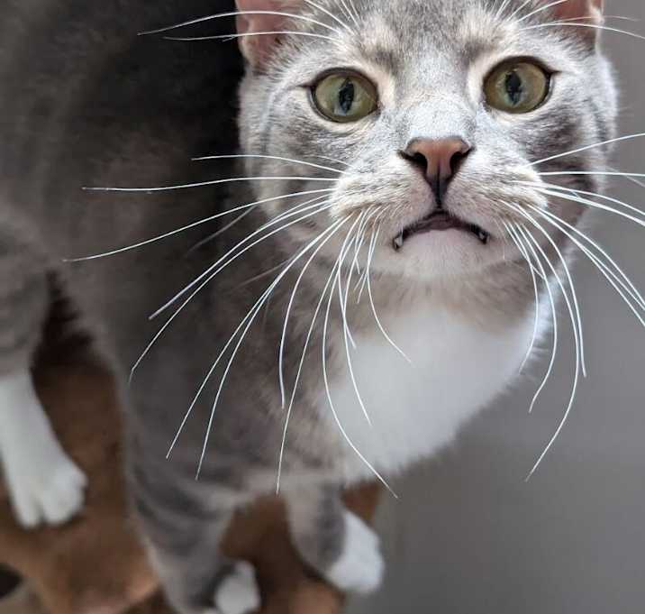 Photo of Bucky