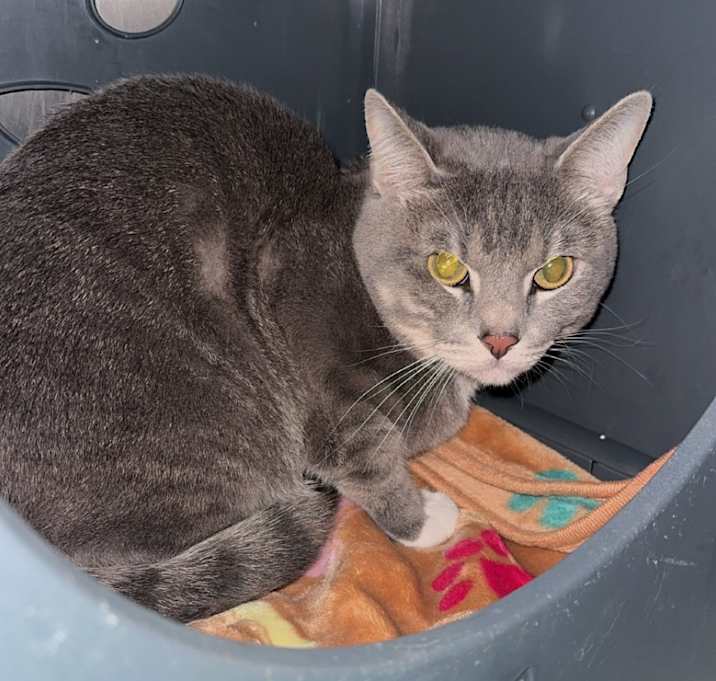 Photo of Grayson Whiskers 