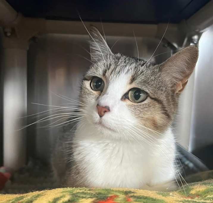 Photo of Daisy
